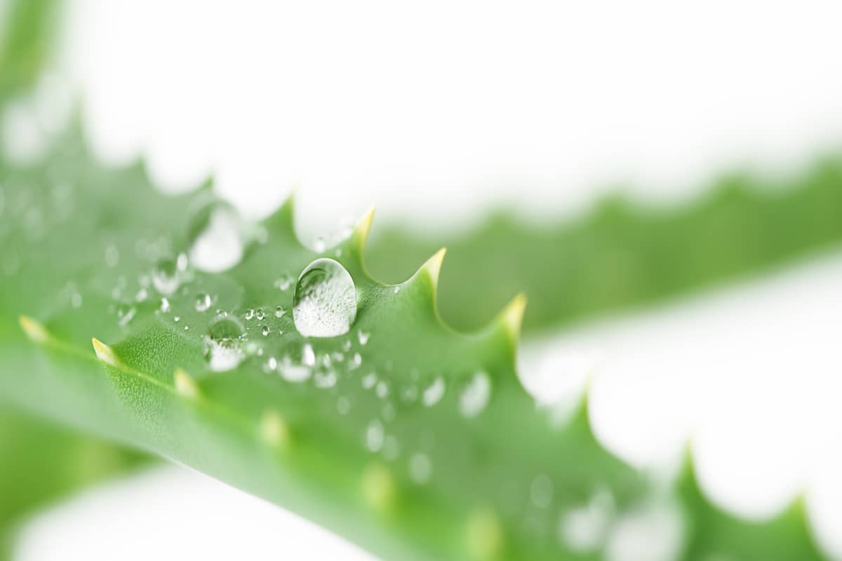 Liście aloesu przeznaczone na kosmetyki do twarzy