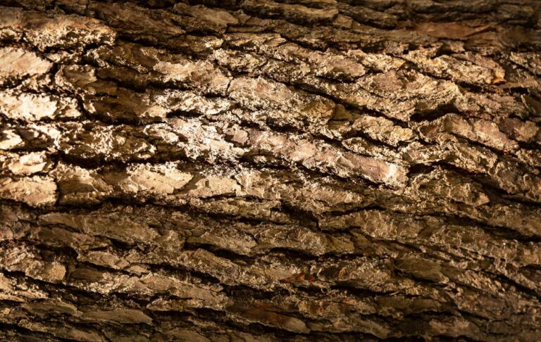 Nasiadówka z Kory Dębu: Naturalny Sposób na Zdrowie i Urodę