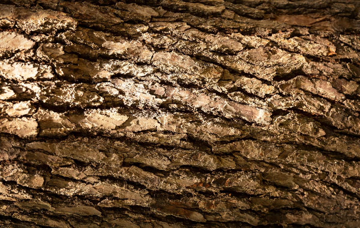 Nasiadówka z kory dębu